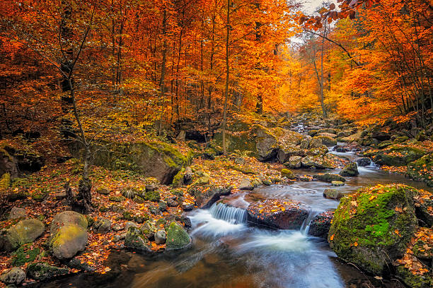 autumn forest